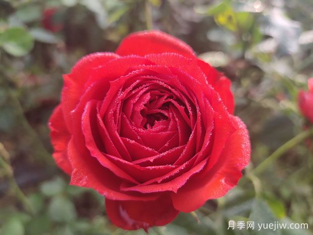 月季：美麗、愛(ài)情與堅(jiān)韌的永恒頌歌(圖1)