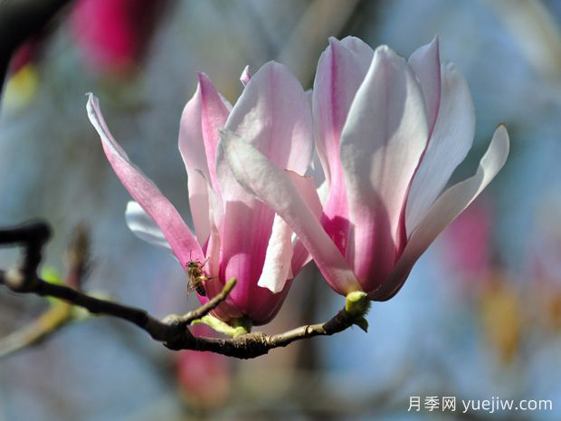 園林中常見的五種玉蘭，教你區(qū)別(圖2)