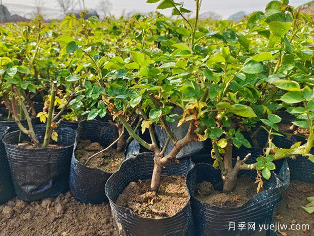 家中養(yǎng)月，用有機肥還是無機肥？(圖1)