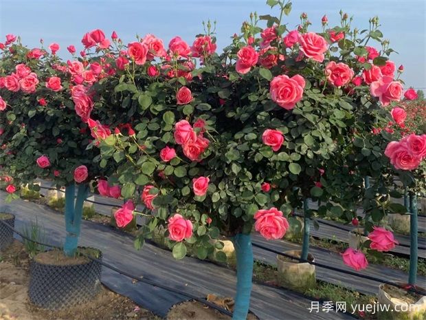 ?樹狀月季春季花后修剪攻略，復(fù)花靠剪(圖3)