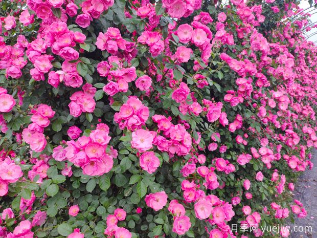 25種常見爬藤植物，花開便成瀑布(圖1)