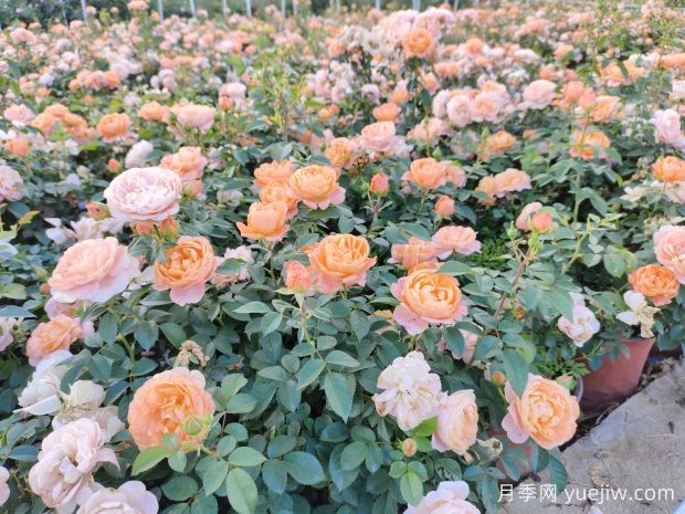 建個月季小花園，種盆栽月季，品茶賞花(圖3)