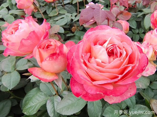 花友養(yǎng)月季，常見的八個問題解答(圖2)