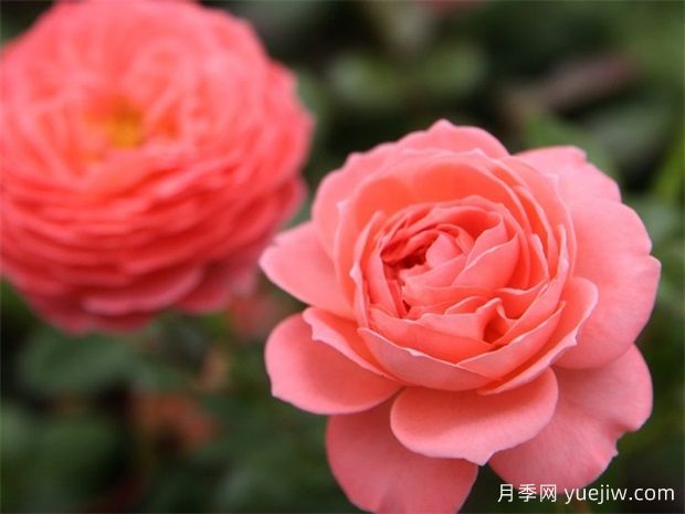 夏日花火月季是灌木還是藤本？(圖1)