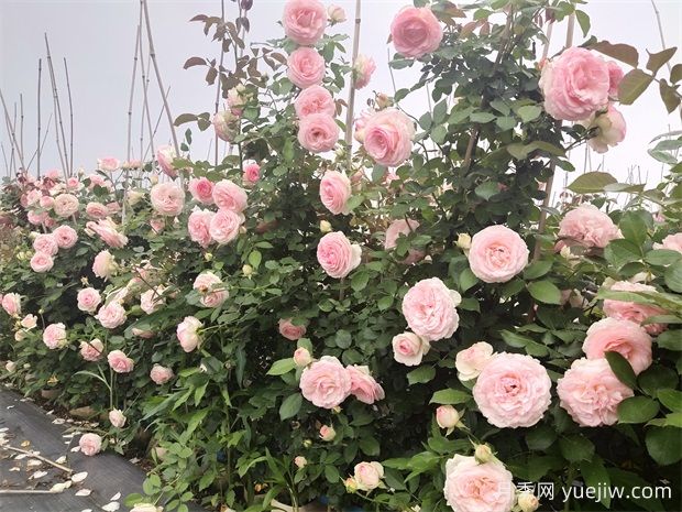 月季之美，月季花的絢爛篇章(圖1)
