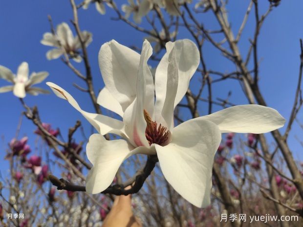 玉蘭花的品種很多，該如何區(qū)分？(圖1)