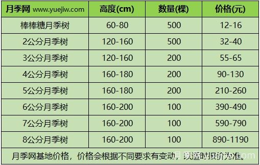 2024年不同規(guī)格月季樹(shù)多少錢一棵？樹(shù)狀月季價(jià)格表？(圖3)