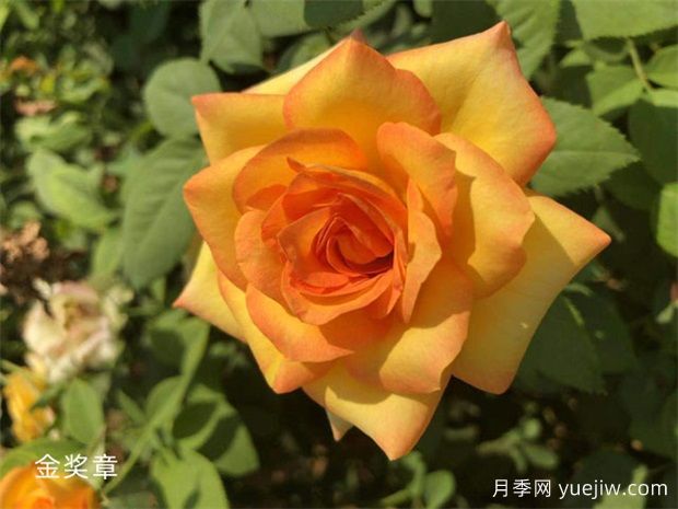 金獎(jiǎng)?wù)略录緝?yōu)缺點(diǎn)？適合新手養(yǎng)護(hù)嗎？(圖1)