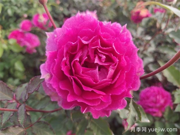 天方夜譚月季，四季開花，濃香耐熱又耐寒(圖1)