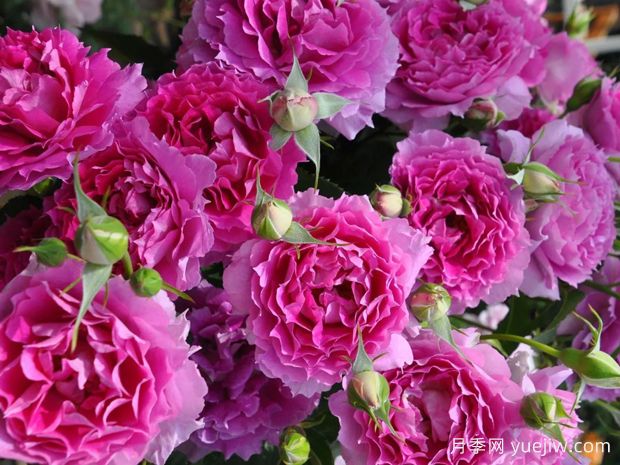 天方夜譚月季，四季開花，濃香耐熱又耐寒(圖2)