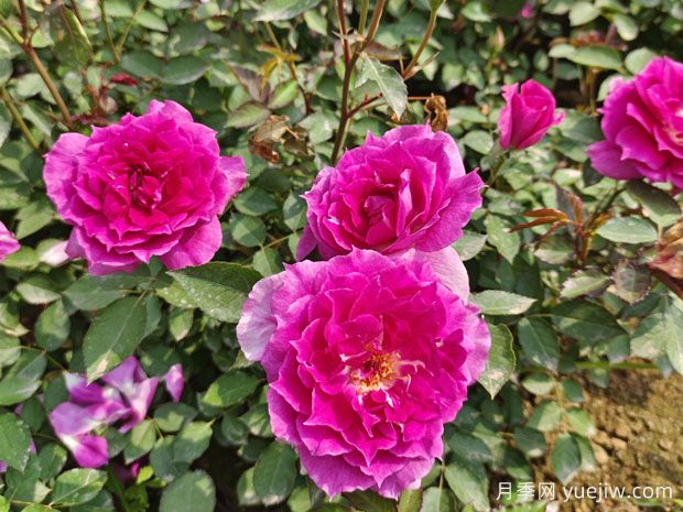 天方夜譚月季，四季開花，濃香耐熱又耐寒(圖3)