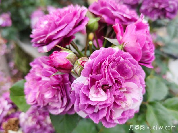 月季葉子發(fā)黃？牢記這4點(diǎn)，讓它茁壯成長(zhǎng)花開滿枝(圖1)