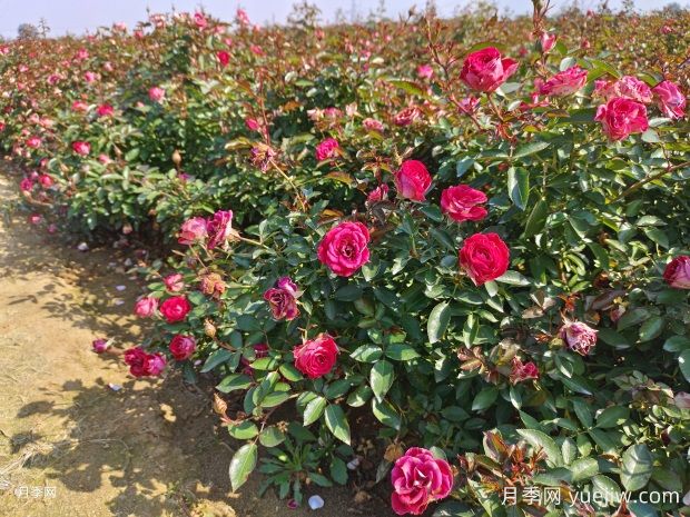 綠籬和月季苗圃除草那么難，怎么做才能事半功半？(圖1)