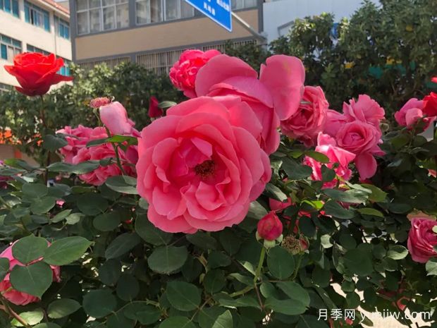 麗江永勝：樹(shù)狀月季花開(kāi)滿城春(圖1)