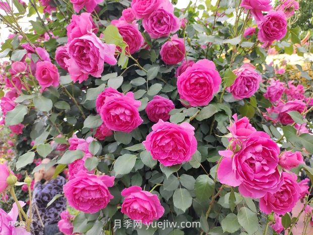 藤本月季只需做這5點，春季來場爆花(圖2)