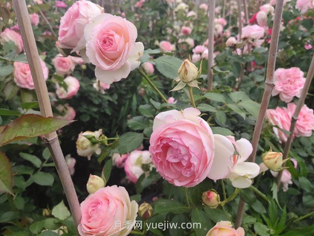 月季長(zhǎng)花苞后，花多多和磷酸二氫鉀怎樣用？(圖1)