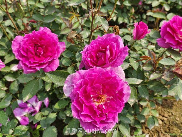 推薦8款月季，好養(yǎng)又好看，耐開抗性好，值得擁有(圖1)