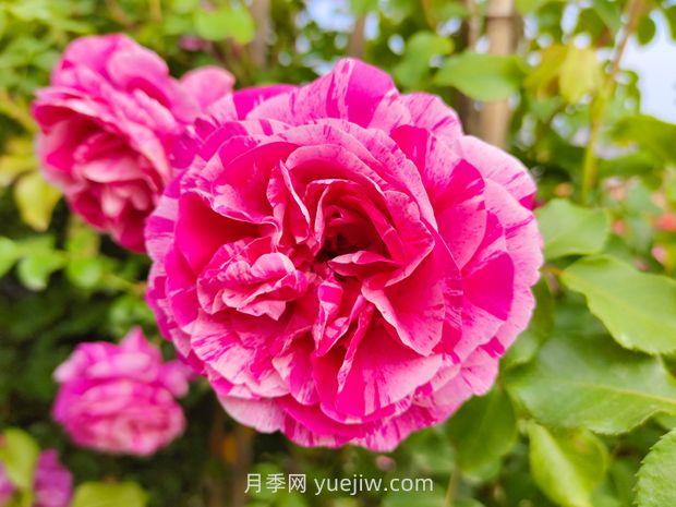 推薦8款月季，好養(yǎng)又好看，耐開抗性好，值得擁有(圖3)