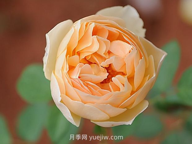 推薦8款月季，好養(yǎng)又好看，耐開抗性好，值得擁有(圖4)