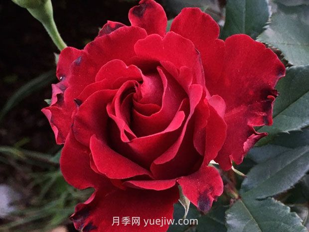 堪稱塑料花的紀(jì)念芭芭拉月季，花美還耐開(圖1)