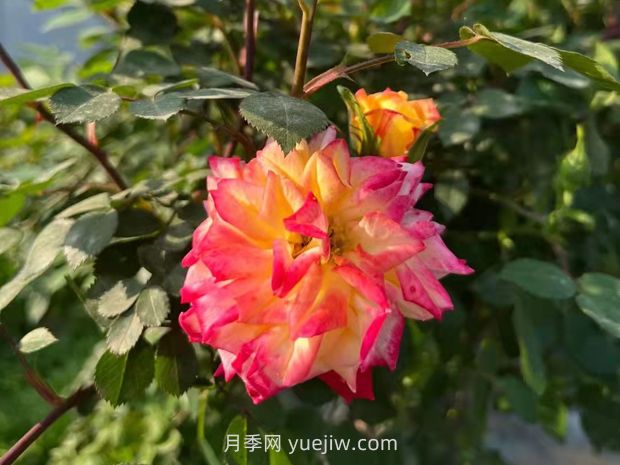 一個品種能開3種以上的顏色，變色龍?zhí)俨屎缭录?圖2)