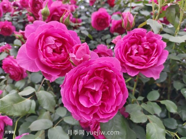 中國十大花卉緣何未納玫瑰花？(圖1)