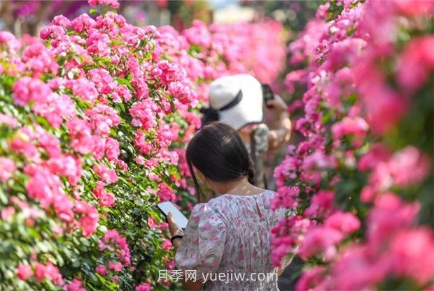 紅河彌勒月季花墻，安吉拉出彩綻放(圖2)