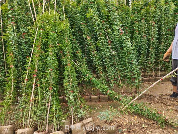 薔薇花怎樣種植？(圖1)