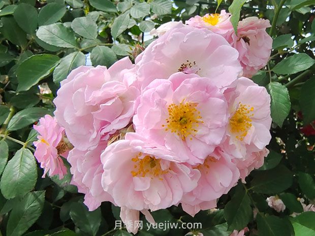 薔薇花怎樣種植？(圖2)