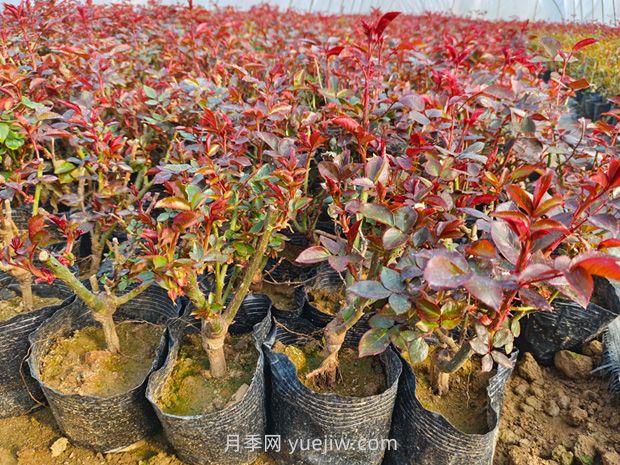 新買的月季苗怎么移栽？(圖1)
