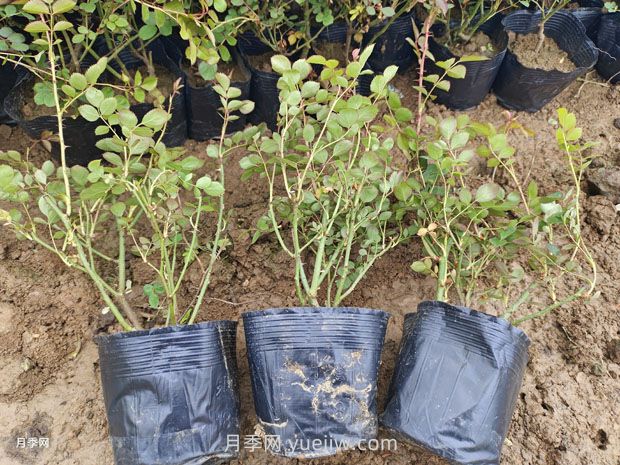 品種月季價格哪里便宜，多少錢？(圖1)