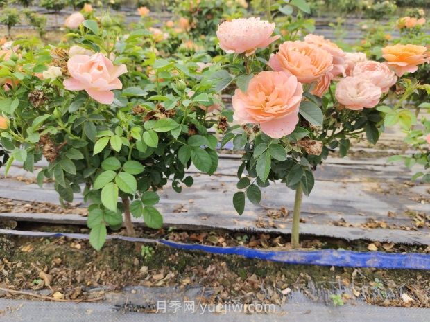 月季花夏天要遮陽嗎？(圖1)
