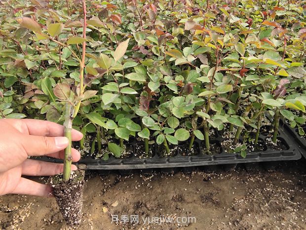 大花月季花可以嫁接培育嗎？(圖2)
