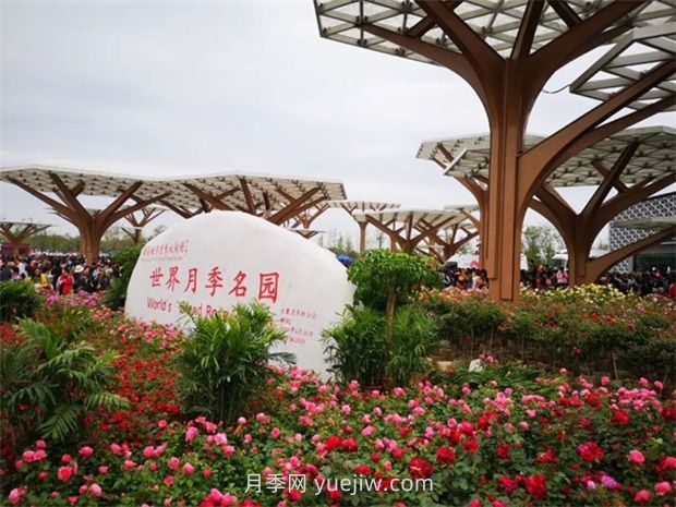 月季之鄉(xiāng)是哪個城市？南陽月季之鄉(xiāng)(圖2)