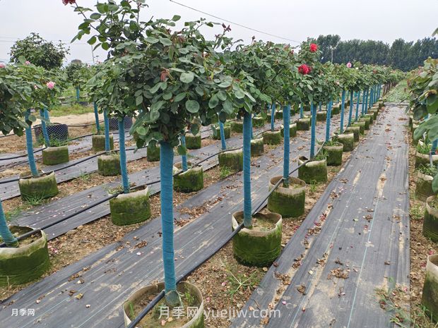 綠籬和苗圃除草那么難，怎么做才能事半功半？(圖1)