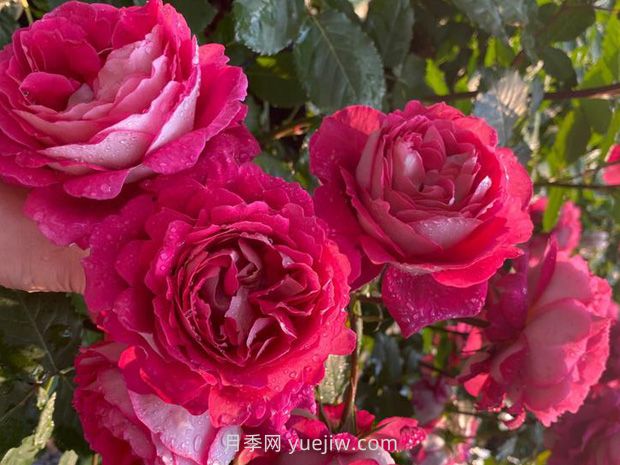 馬薩德醫(yī)生月季的優(yōu)缺點(diǎn)是什么？(圖1)