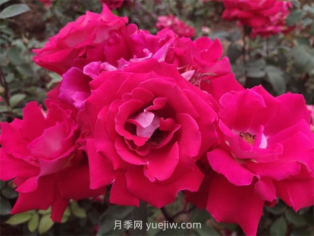 愛月季的優(yōu)缺點(diǎn)是什么？(圖1)