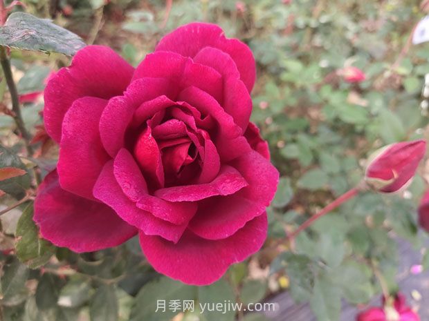 紫荷月季的優(yōu)缺點(diǎn)是什么？(圖1)