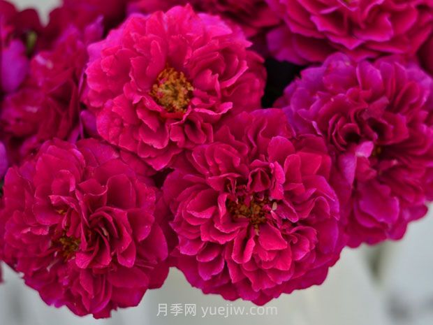 暮光之城月季的優(yōu)缺點是什么？(圖1)