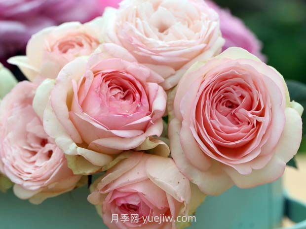 蒙娜麗莎月季，適合兩廣種植的優(yōu)秀灌木月季(圖1)