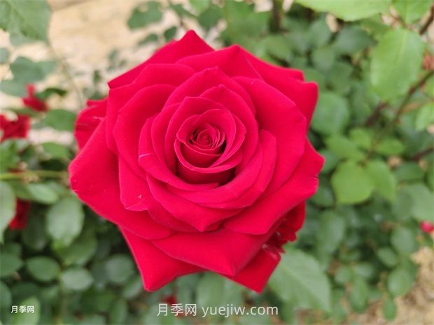 莎薩九零月季的優(yōu)缺點(diǎn)是什么？(圖1)