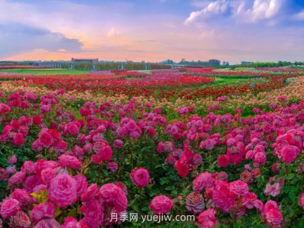 園林景觀樹木布置時需要注意哪些？(圖3)