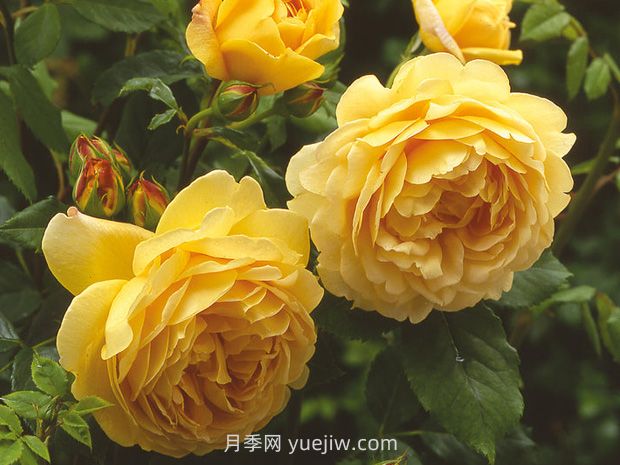 黃金慶典月季的優(yōu)缺點是什么？(圖1)