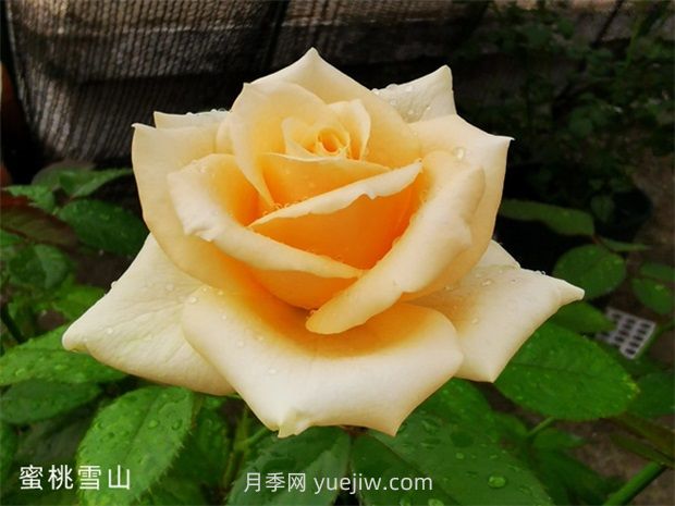 蜜桃雪山月季，高貴的一款切花月季(圖1)