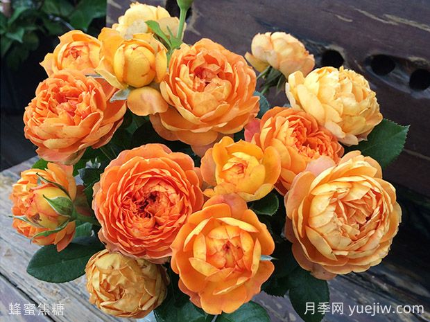 蜂蜜焦糖月季的優(yōu)缺點是什么？(圖1)
