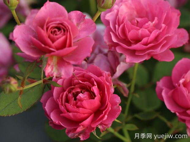 葵月季的優(yōu)缺點(diǎn)是什么？(圖1)