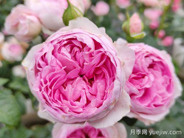 我的心月季的優(yōu)缺點(diǎn)是什么？(圖1)