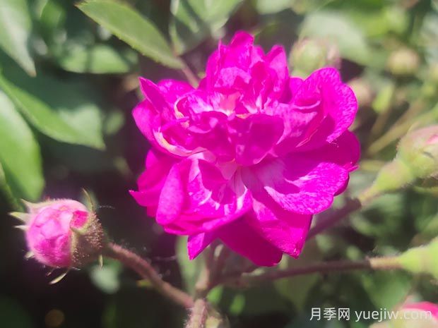 葡萄園之歌月季的優(yōu)缺點是什么？(圖1)