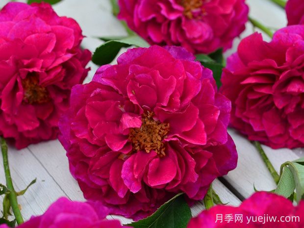 暮光之城月季優(yōu)缺點(diǎn)分析，獨(dú)具魅力的紫紅色(圖1)
