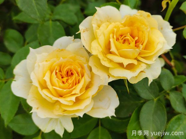 陽光古董月季的優(yōu)缺點是什么？(圖1)